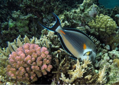 Schnorchelausflug von Hurghada
